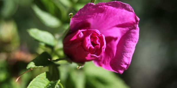 Individualist Skills Lab