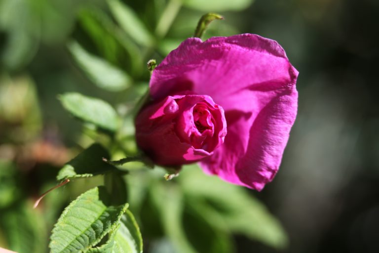 Individualist Skills Lab